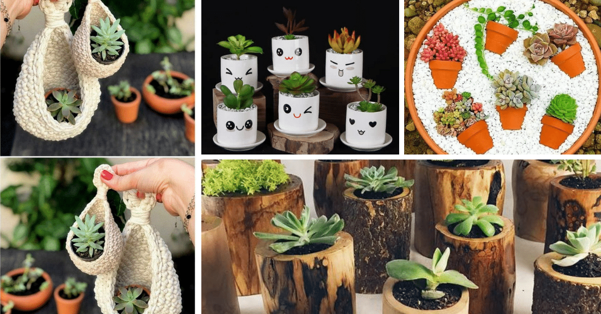 Creative Decoration with Succulents