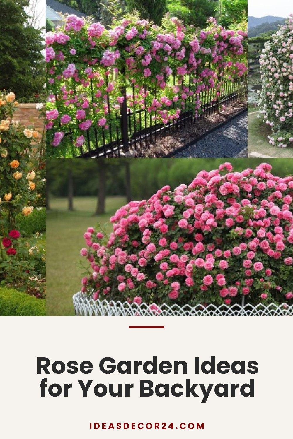 Rose Garden Ideas for Your Backyard