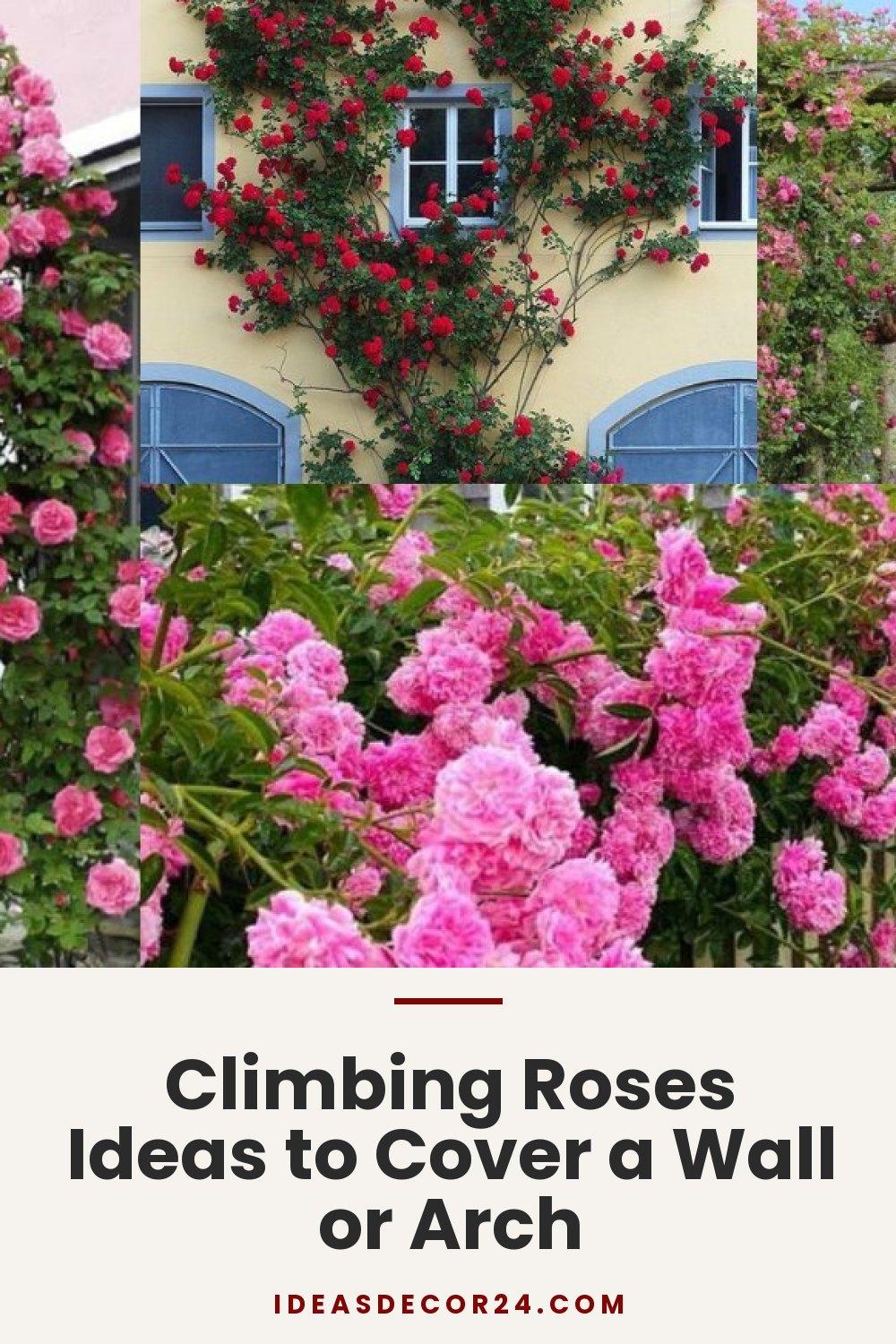 Climbing Roses Ideas to Cover a Wall or Arch