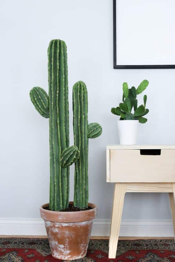 cactus home decor ideas 4