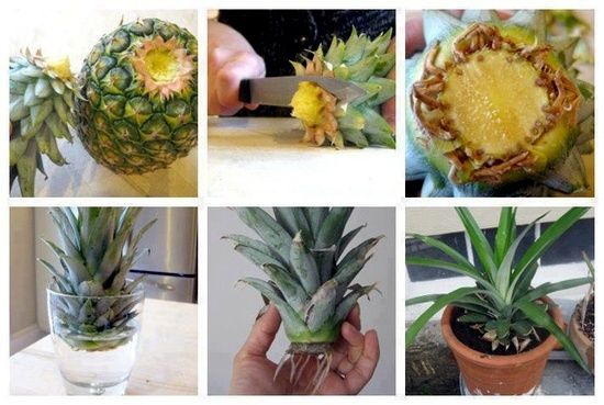 how to plant pineapple in a pot 1
