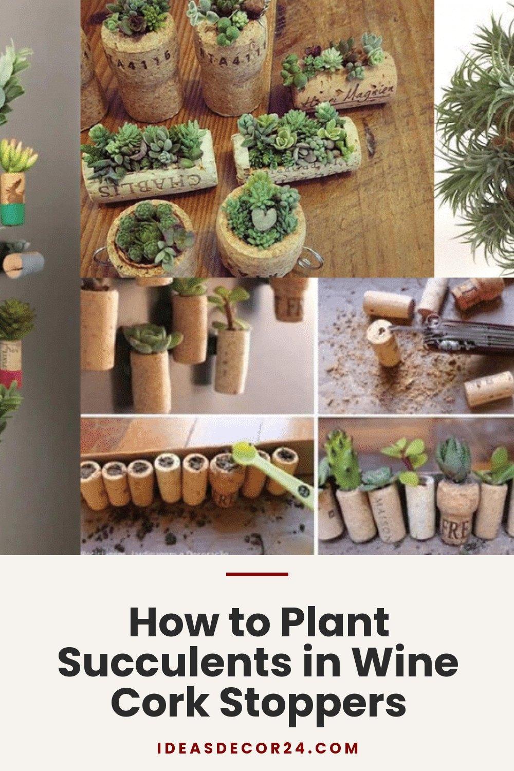 How to Plant Succulents in Wine Cork Stoppers