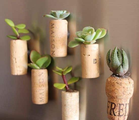 how to plant succulents in wine cork 3