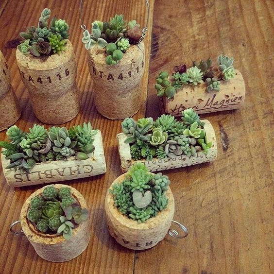 how to plant succulents in wine cork 4