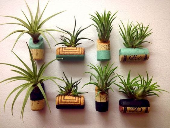 how to plant succulents in wine cork