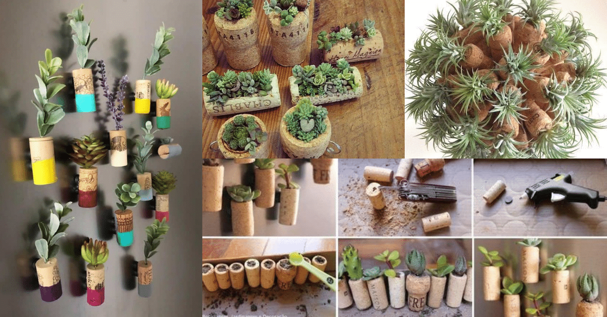 How to plant succulents in wine cork