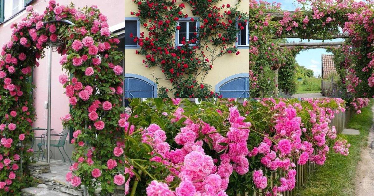 Best Ideas Climbing Roses