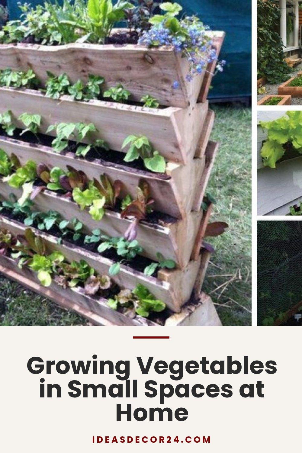Growing Vegetables in Small Spaces at Home