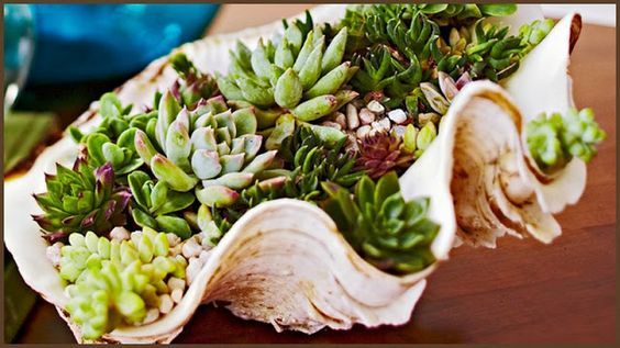 ideas with succulents in shells 1