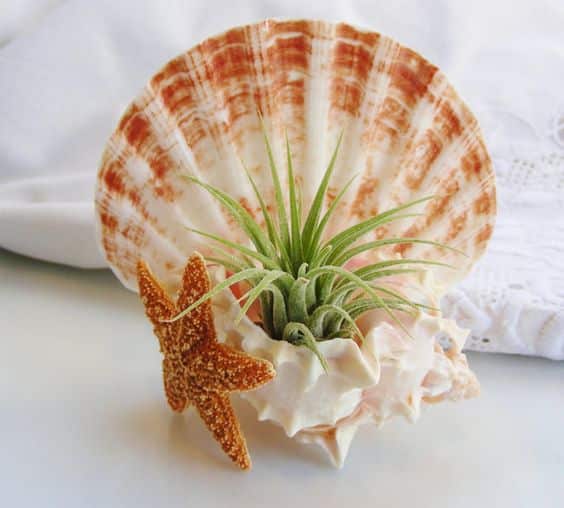 ideas with succulents in shells 10
