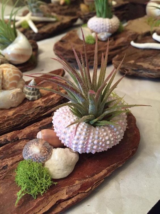 ideas with succulents in shells 2