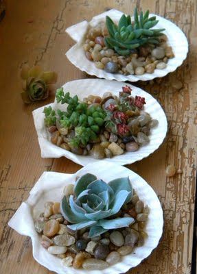 ideas with succulents in shells 3