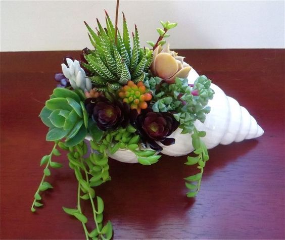 ideas with succulents in shells 5