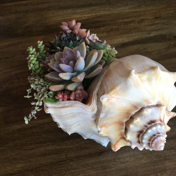ideas with succulents in shells 6