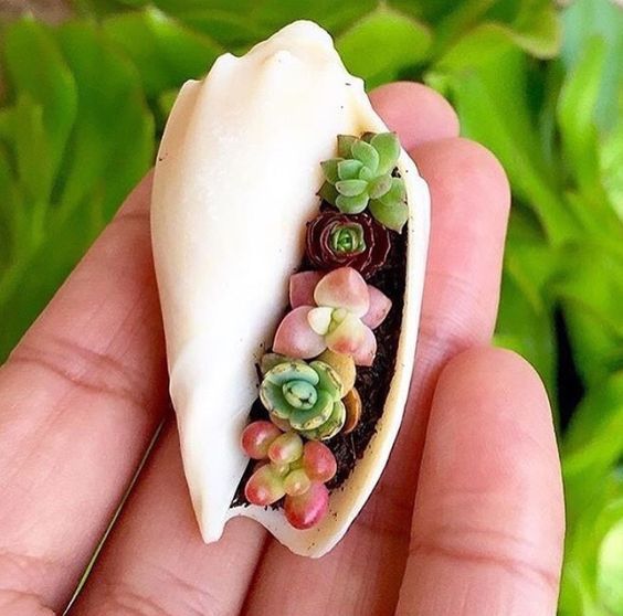 ideas with succulents in shells 7
