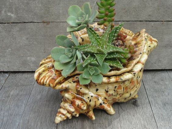 ideas with succulents in shells 8