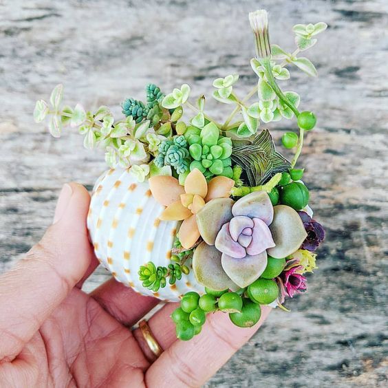 ideas with succulents in shells 9