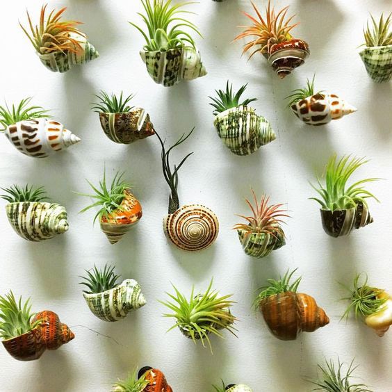 Amazing ideas with succulents in shells