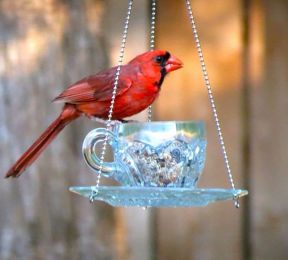 recycled cup bird feeder 2