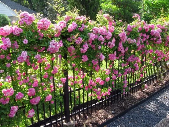 rose garden ideas for your backyard 10