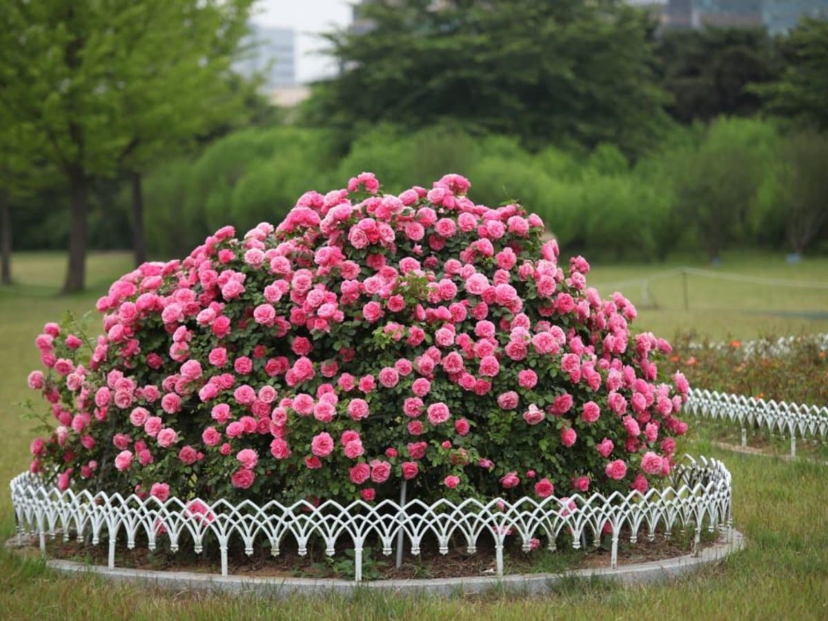rose garden ideas for your backyard 11