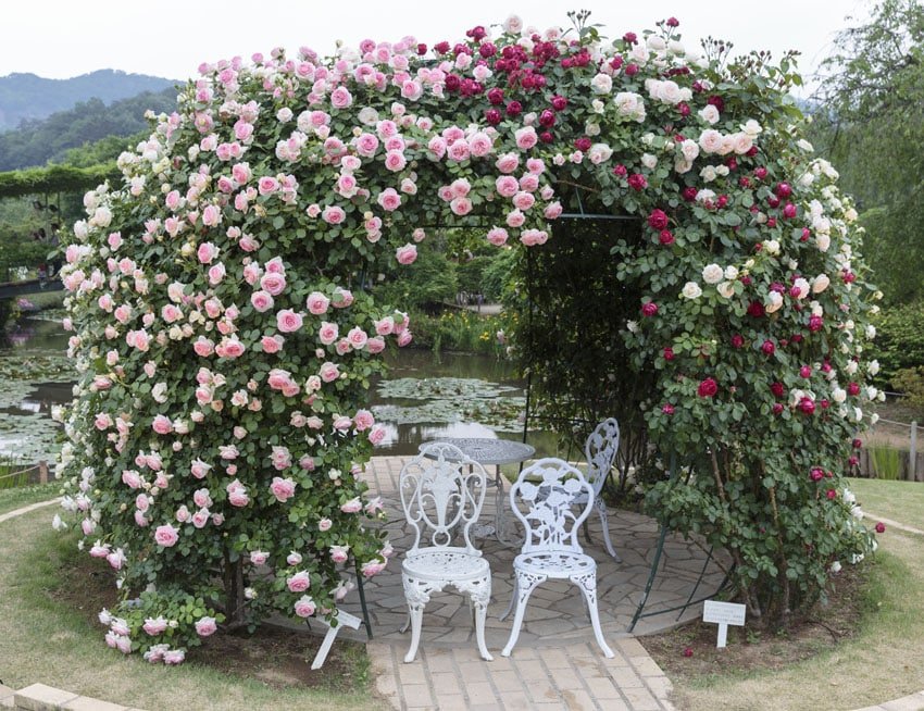 rose garden ideas for your backyard 14