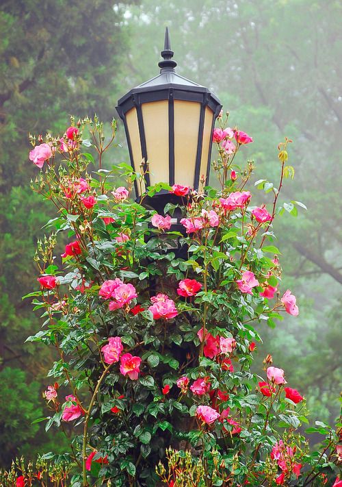 rose garden ideas for your backyard 3