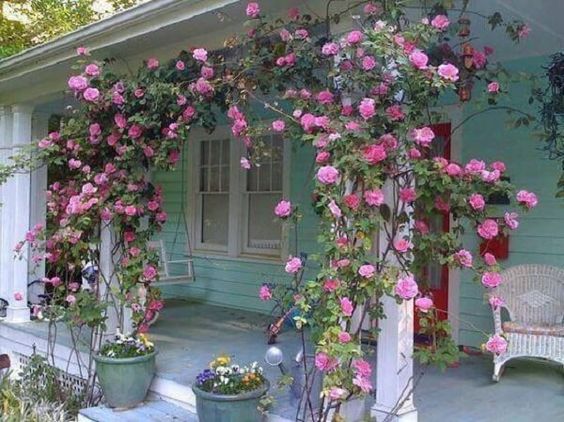 rose garden ideas for your backyard 4
