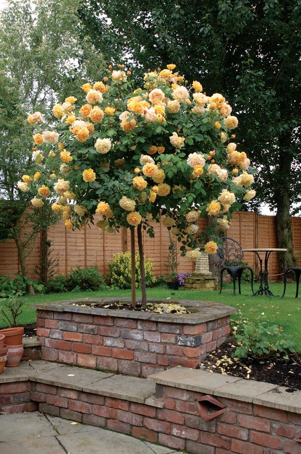 rose garden ideas for your backyard 6