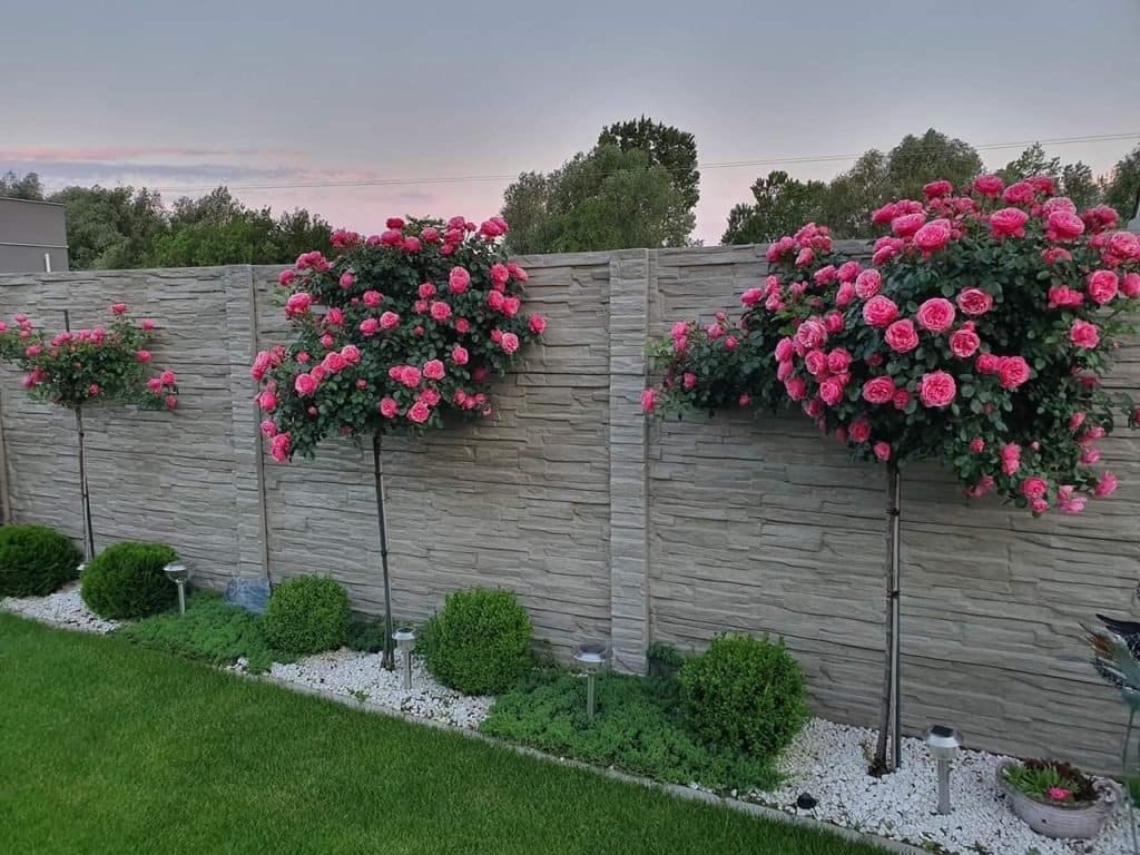 rose garden ideas for your backyard 8