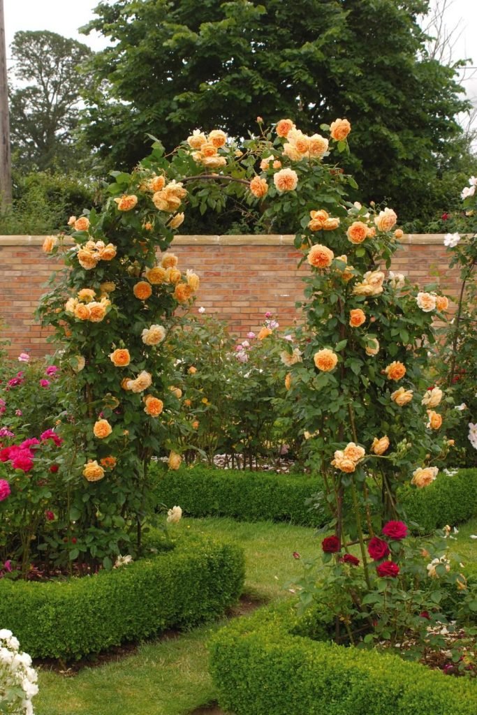 rose garden ideas for your backyard 9