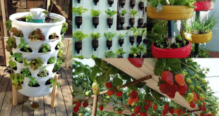 vertical gardening ideas 2