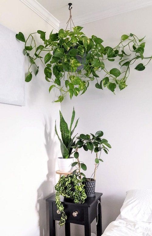 wall decoration ideas with pothos 1