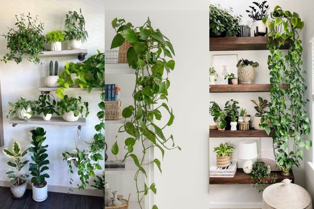 wall decoration ideas with pothos 10