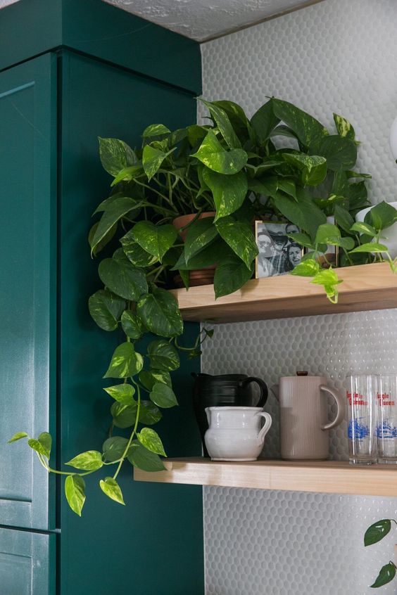 wall decoration ideas with pothos 5