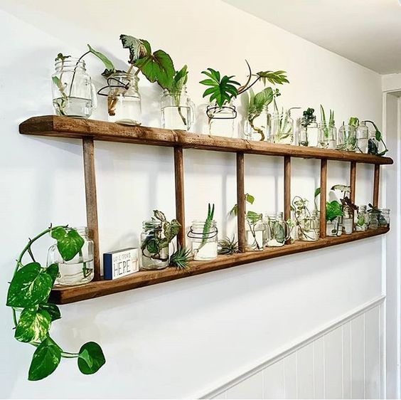 wall decoration ideas with pothos 6