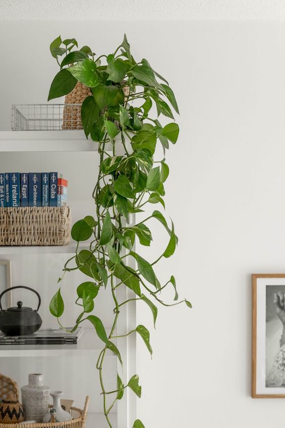 wall decoration ideas with pothos 7