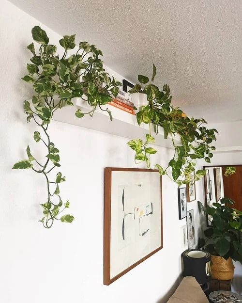 wall decoration ideas with pothos 8