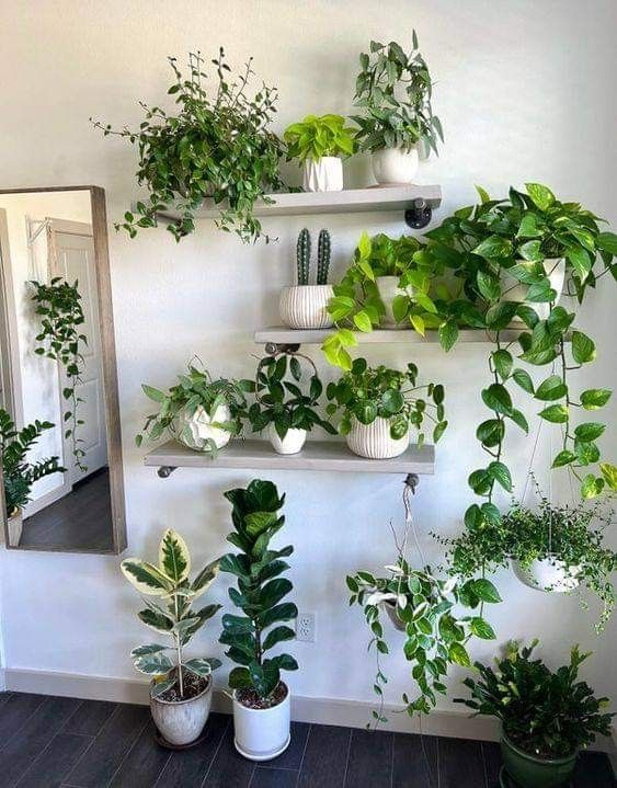 wall decoration ideas with pothos 9